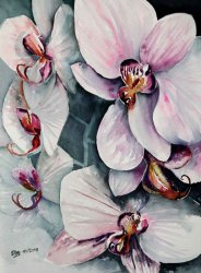2010-11 orchidee